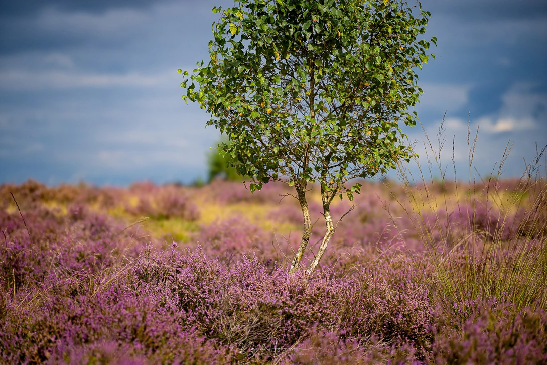 Young birch tree standing alone in a blooming heather field under blue sky with clouds.