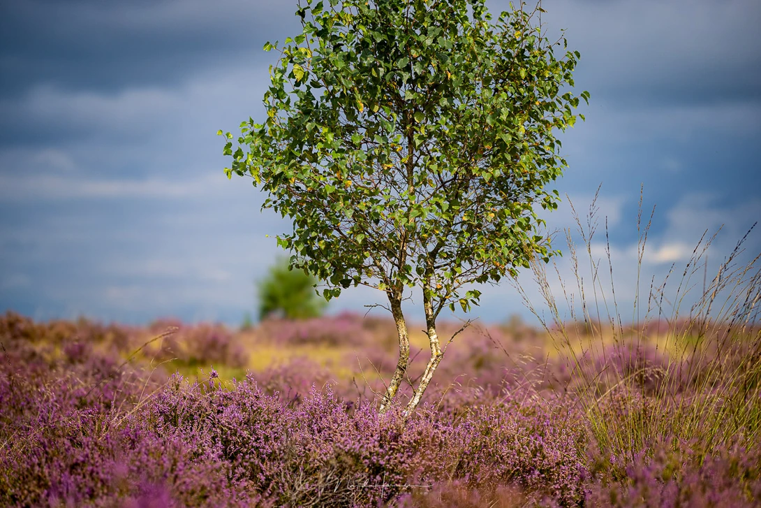 Solitary birch tree with green foliage standing among purple heather and wild grasses under a partly cloudy sky.