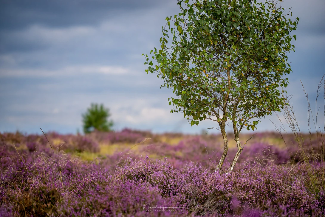 Solitary birch tree with green foliage stands among sprawling purple heather flowers in an open field.