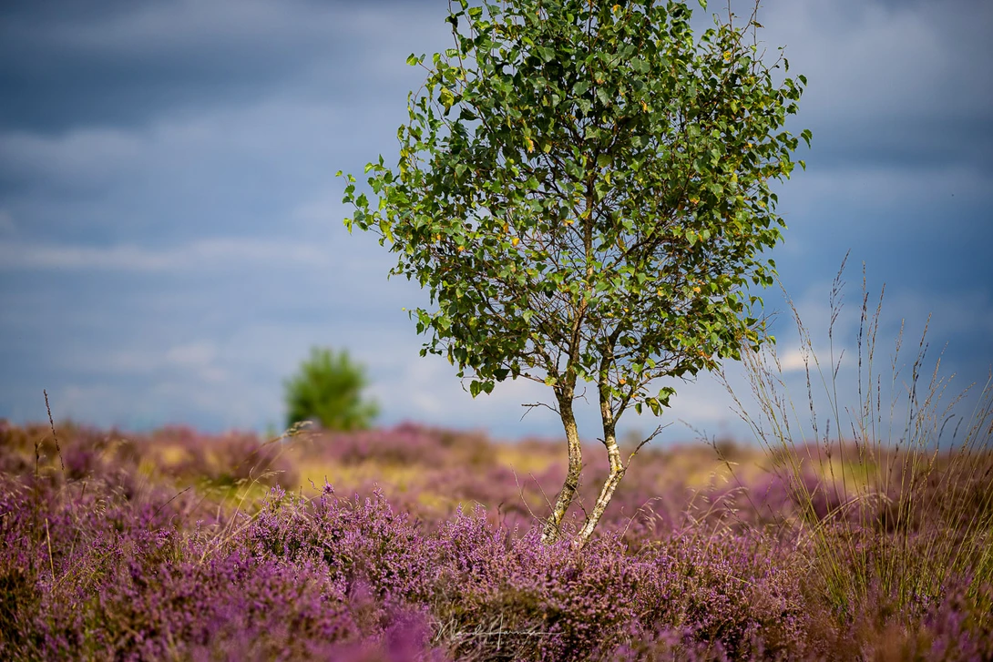 Single birch tree with green foliage standing among blooming purple heather plants under a partly cloudy sky.