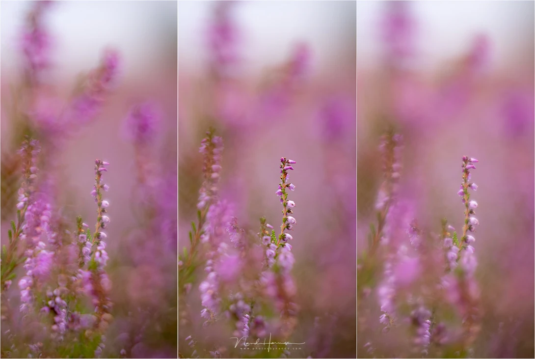 Heather in bloom. From left to right is a negative, neutral and positive SA setting.