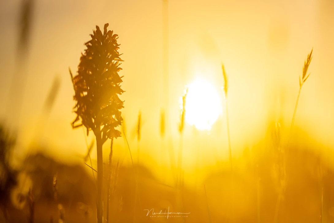 A wild orchid during sunset&nbsp;(EOS R5, TS-E 90mm, ISO 100, f/2,8, 1/8000 s, Haida Mist Black 1/4)