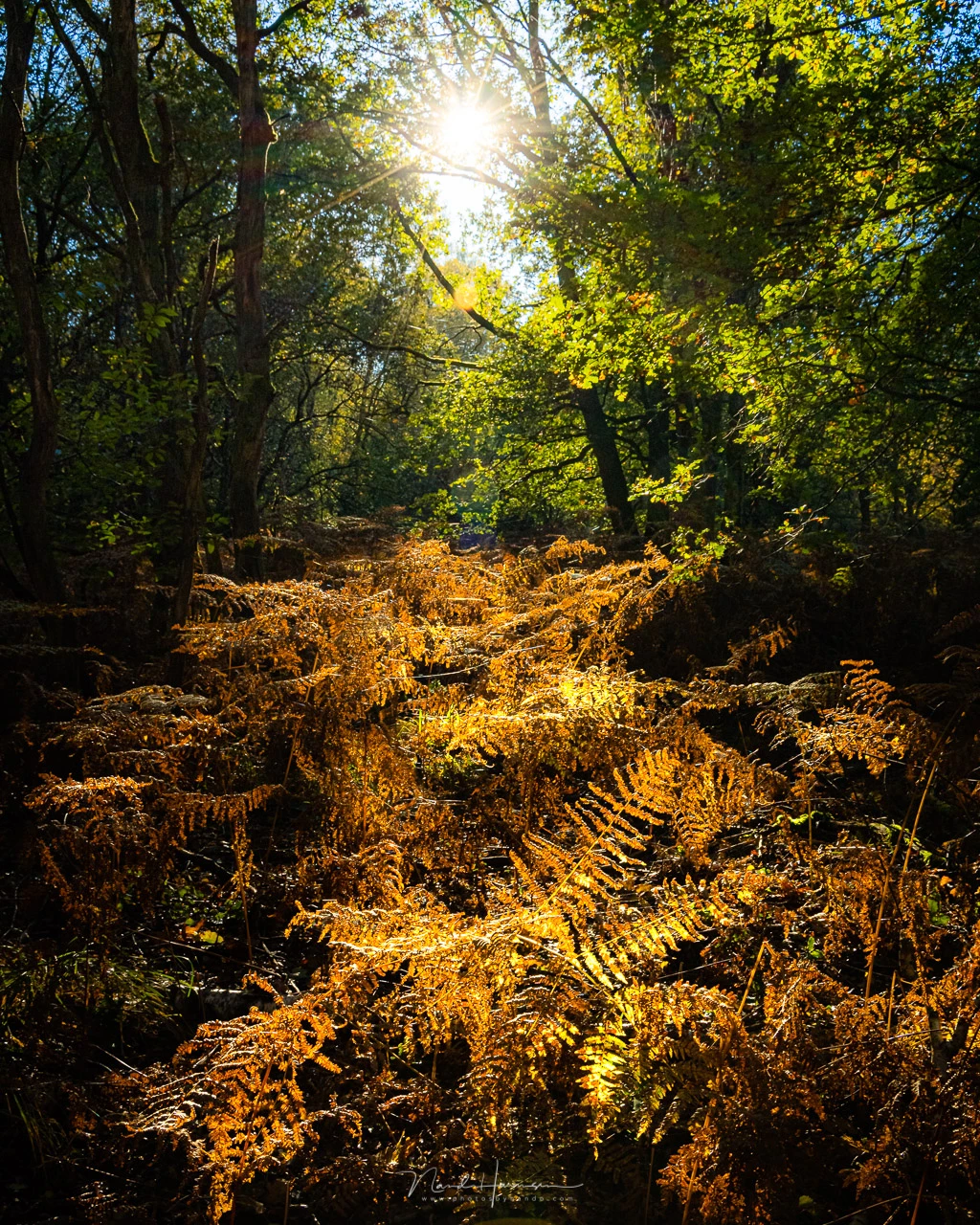 Sunlight in the autumn forest. I don't need the details in the dark parts of the frame, the place where there is nu sunlight.