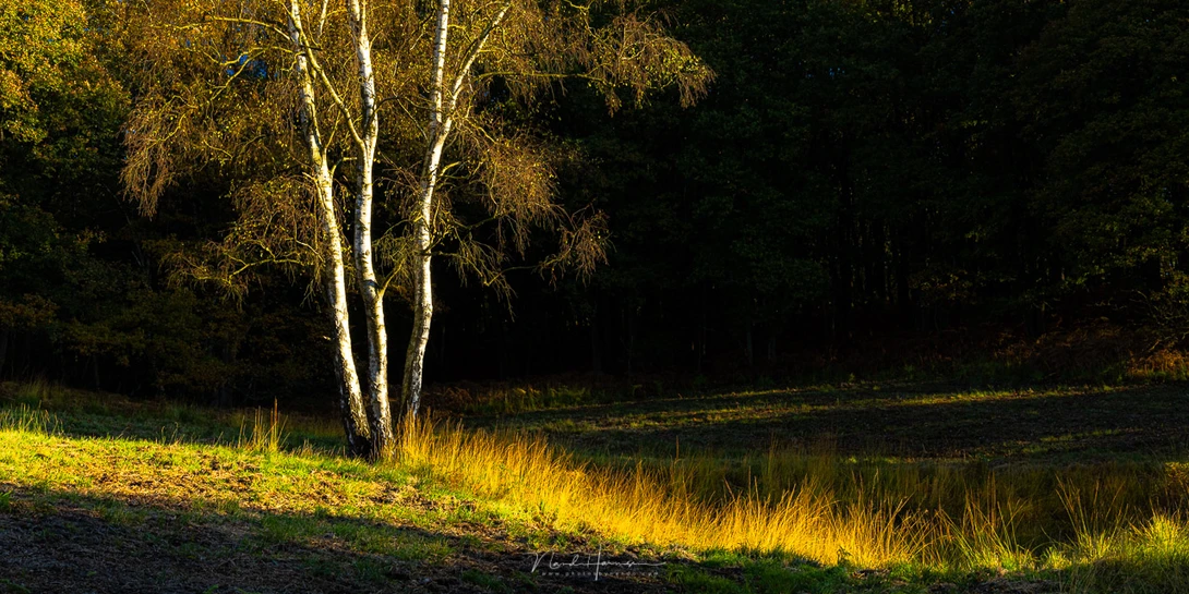 Late in the afternoon the sunlight shines on this birch tree. The parts that are dark is where there there is no sunlight.