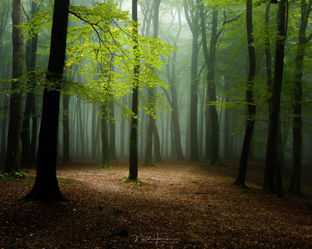 The attention is directed to the lightest part in the image. Who cares about the details in the dark part of the forest? Lifting these shadows will remove the point of attention in the frame.
