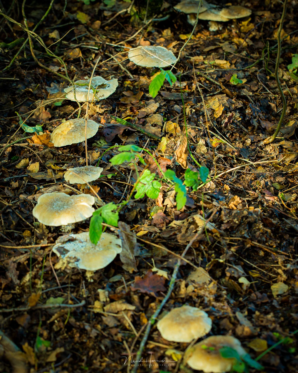 Cluster of pale mushrooms growing among fallen leaves and forest debris on dark soil.