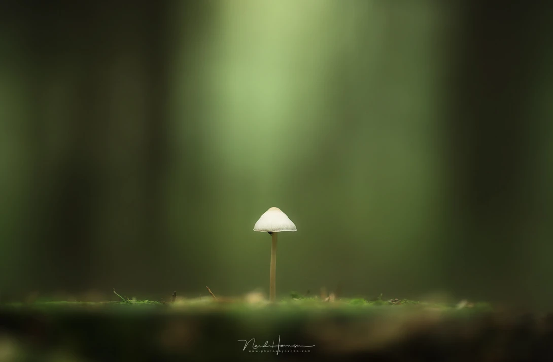 Small white mushroom with pale stem on dark forest floor surrounded by soft green bokeh.
