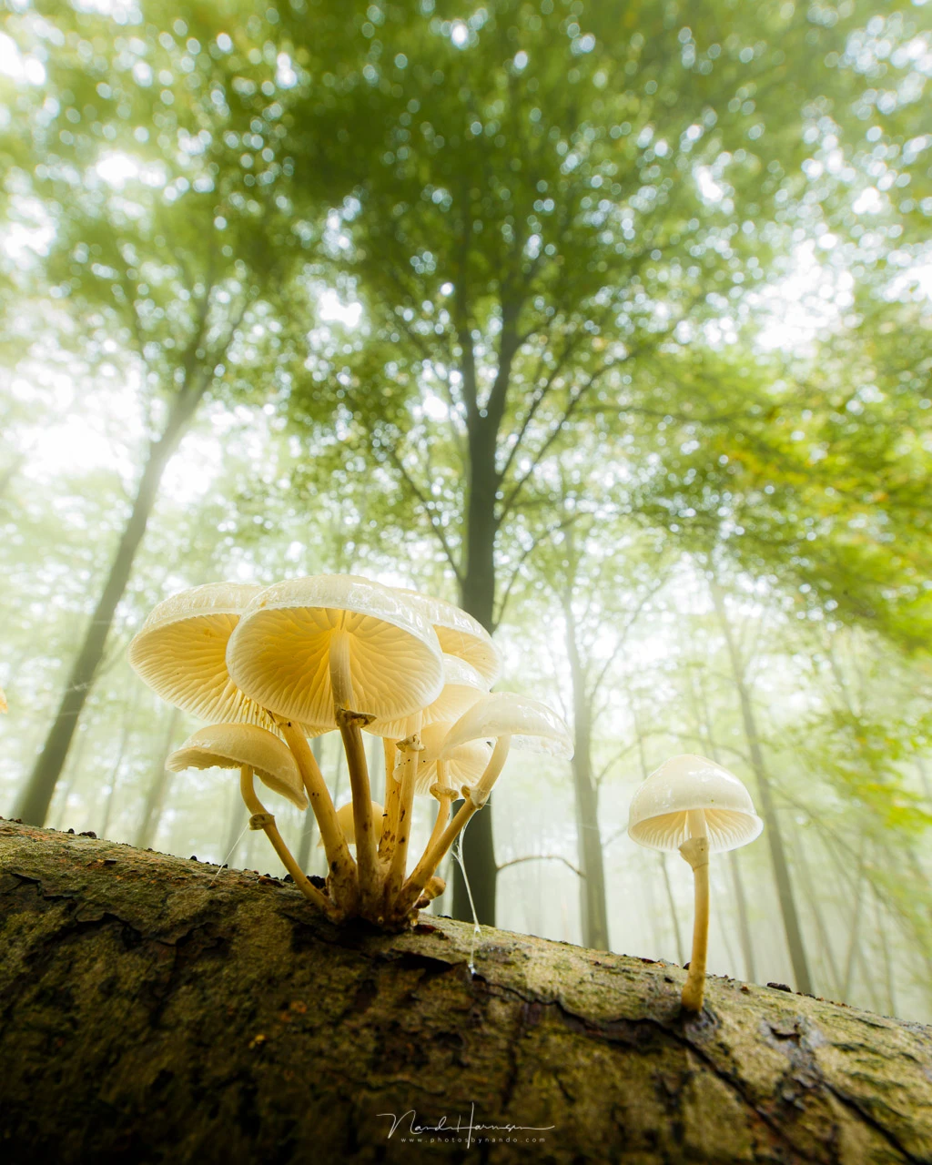 Pale mushrooms growing on a fallen log beneath tall trees in misty forest light.