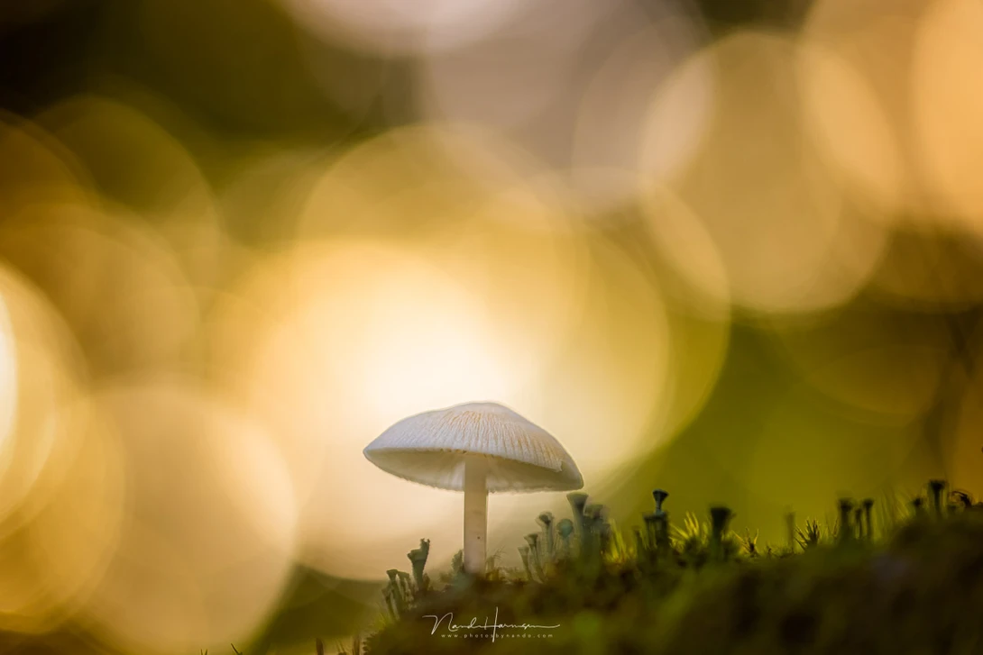 Delicate mushroom surrounded by moss with bokeh lights in soft yellow and green tones.