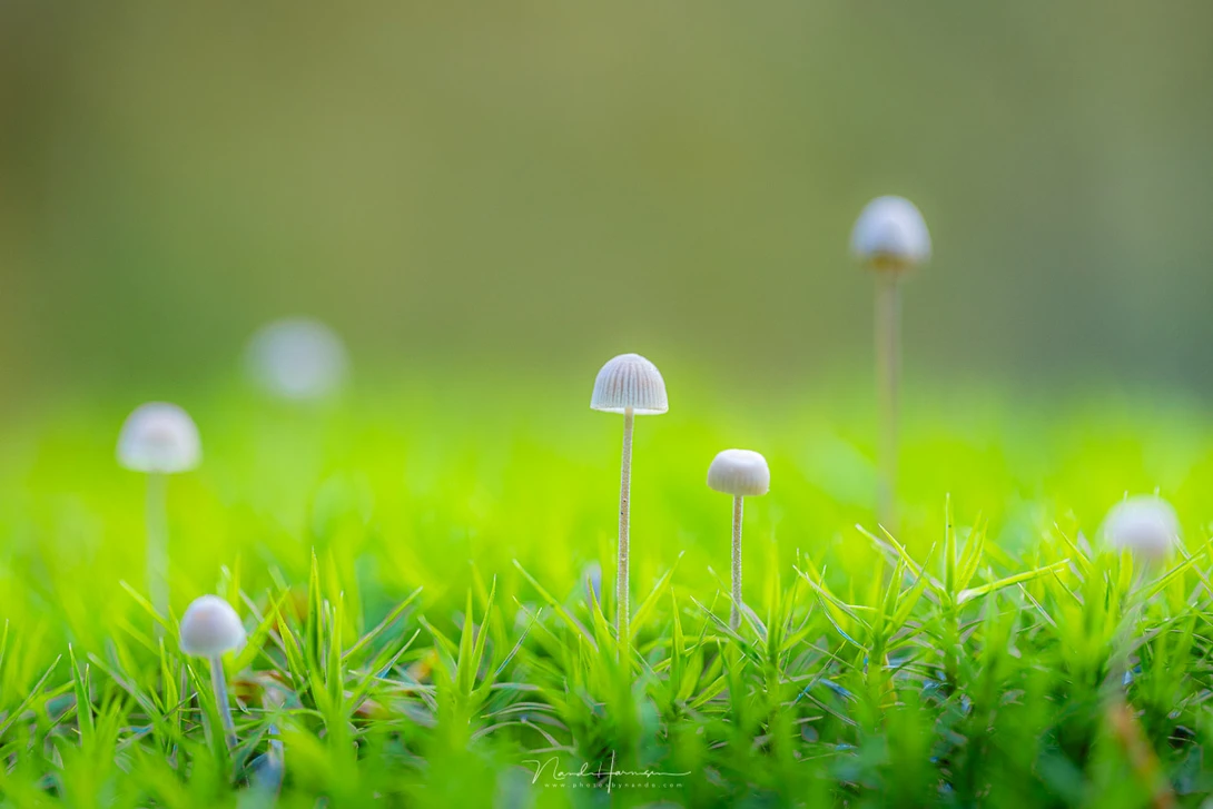 Delicate mushrooms sprouting from vibrant green moss with selective focus and shallow depth of field.