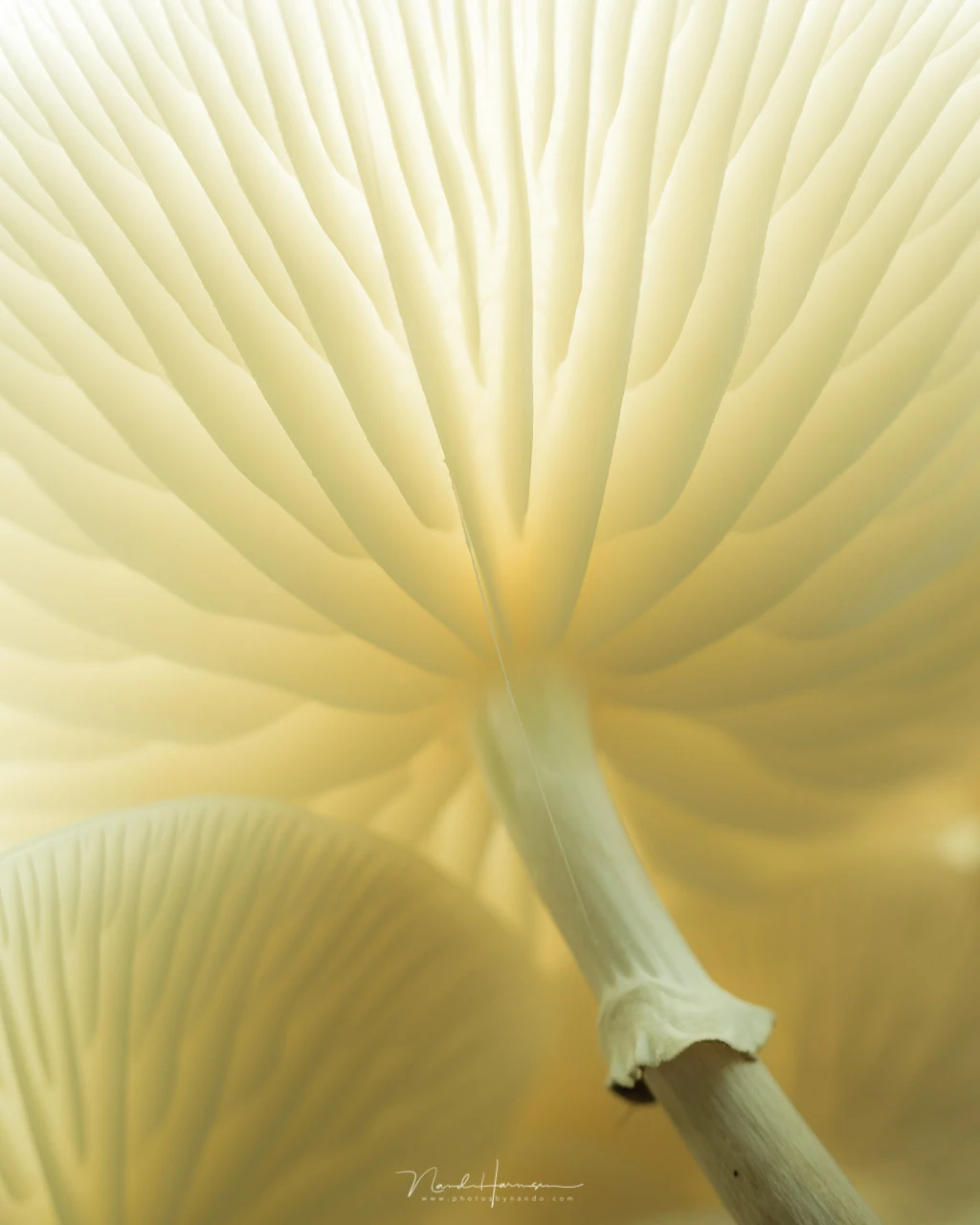 Upward view of a palm frond with radial pleats converging toward the stem against a soft, golden-yellow background.