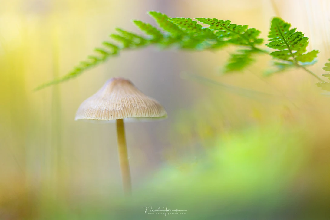 Small delicate mushroom with pale cap surrounded by soft-focused green fern fronds.