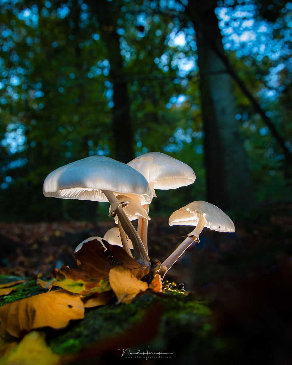 Delicate pale mushrooms with umbrella-shaped caps growing on forest floor among fallen leaves.