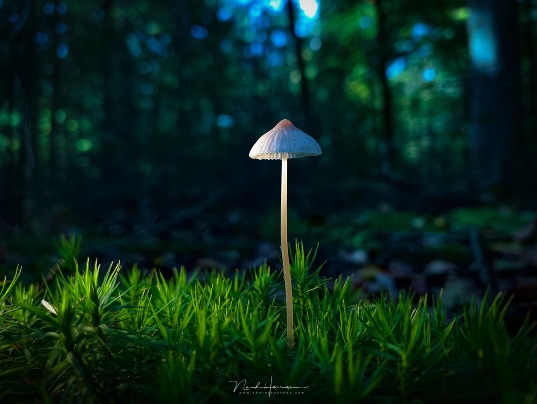 Delicate white mushroom with thin stem standing alone among bright green moss and forest floor vegetation in soft focus woodland setting.