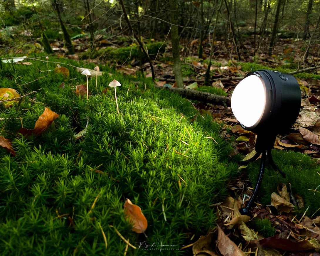 Black spotlight positioned on forest floor illuminating moss and small mushrooms during daytime.