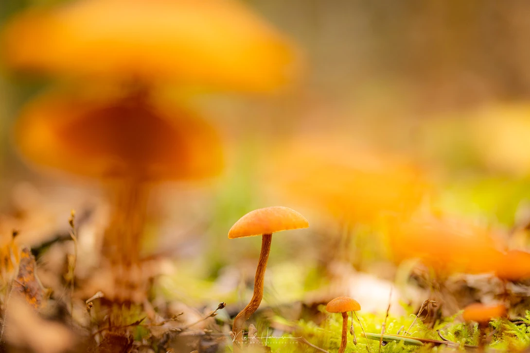 Tiny mushroom with orange-brown cap growing among moss and forest debris with blurred golden foliage behind.