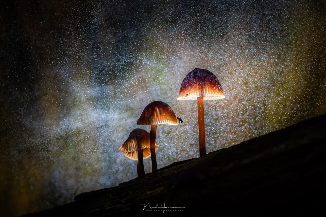 Three illuminated mushrooms silhouetted against a starry night sky with glowing particles.