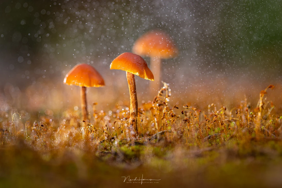 Three small mushrooms with orange-golden caps glowing in rain-soaked grass during overcast daylight.