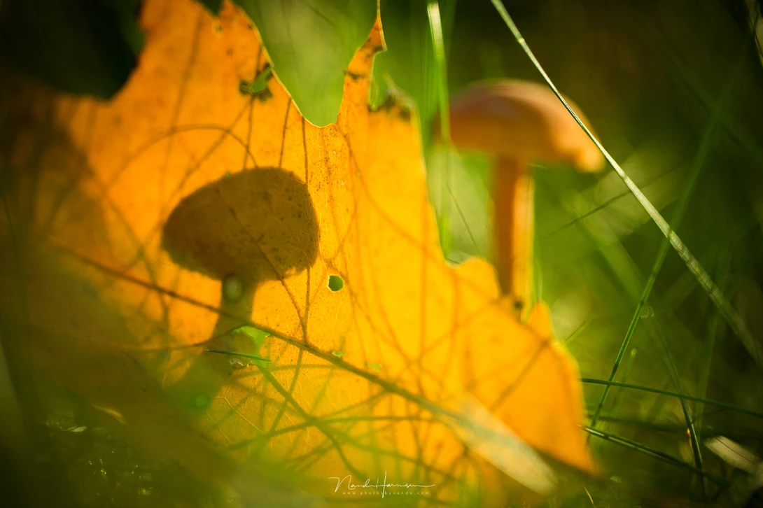 Spider silhouette on bright yellow flower petal with green foliage and thin web strands visible.