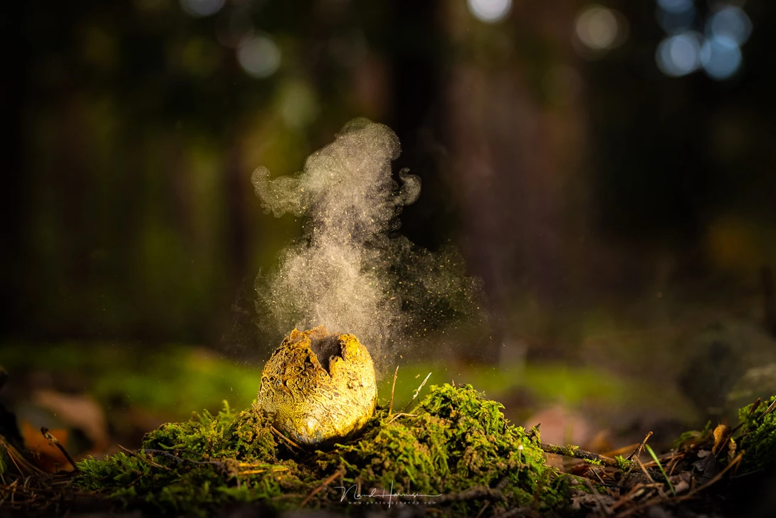 Yellow mushroom with delicate white filaments sprouting upward, surrounded by moss and forest debris.