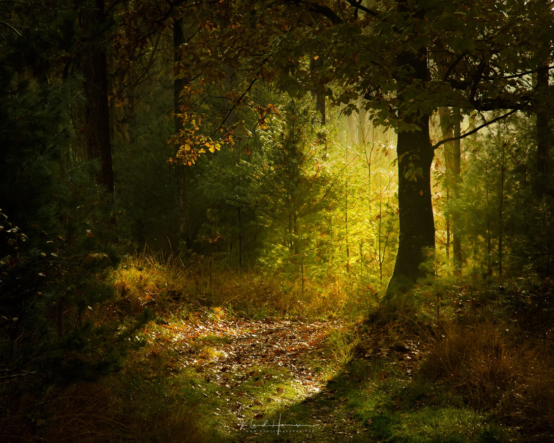 Sunlight in a forest. I don't need to see everything in the parts hidden from sunlight. Can you imagine how it would look when everything was brightened?