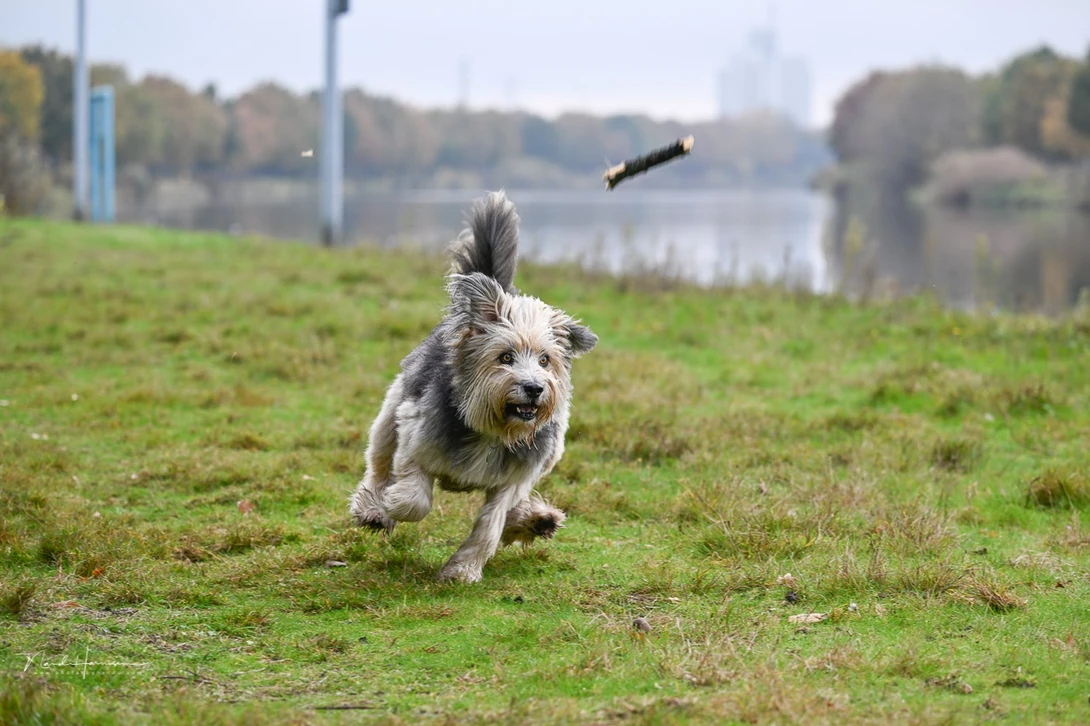 It's lots of fun shooting with the NIkon Z 9. I am impressed with its performance. (Z 100-400mm at 170mm, ISO 400, f/5,6, 1/500 s)