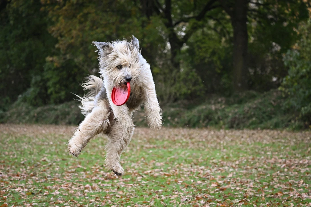 Photographing my dog while playing with a Frisbee. (Z 100-400mm at 100mm, ISO 5,600, f/4.5, 1/1000 s)