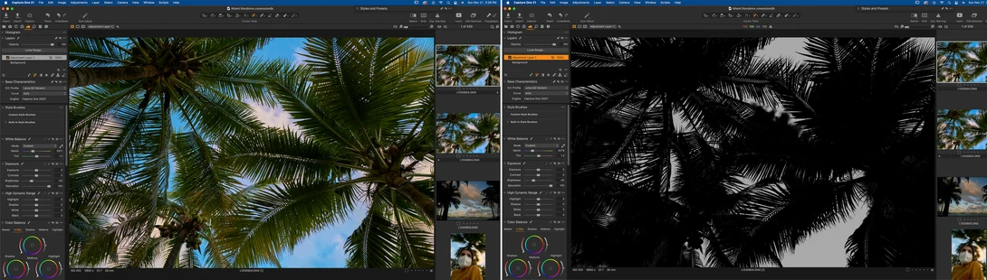 Screenshot of photo editing software showing palm tree canopy with before and after processing views.