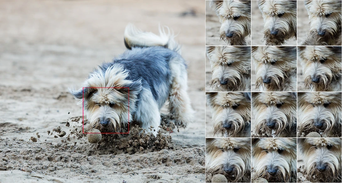 A series of cropped images,shot at 30 fps and a combination of eye-controlled AF and eye-AF for animals.
