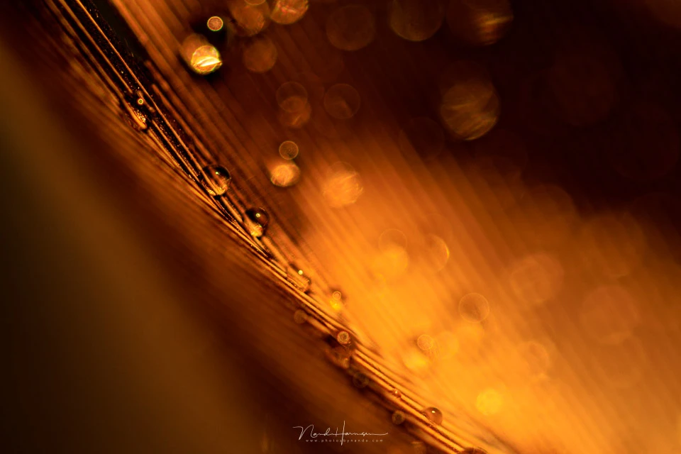 Feathers and water droplets are great to photograph. Play with the lights for all sorts of effects.