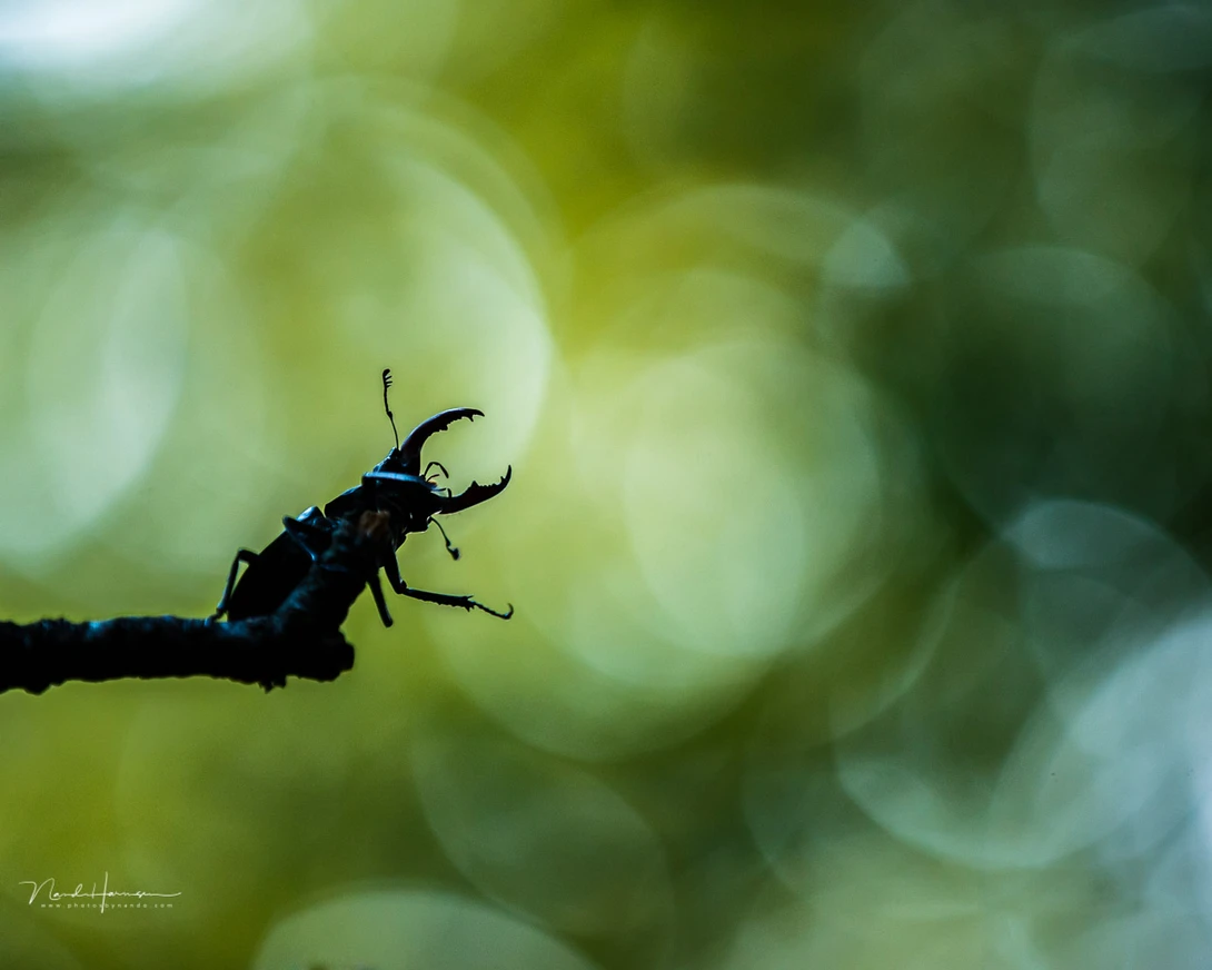 The appearance of the out of focus area in an image is called bokeh. Points of light can be transformed into large rings.