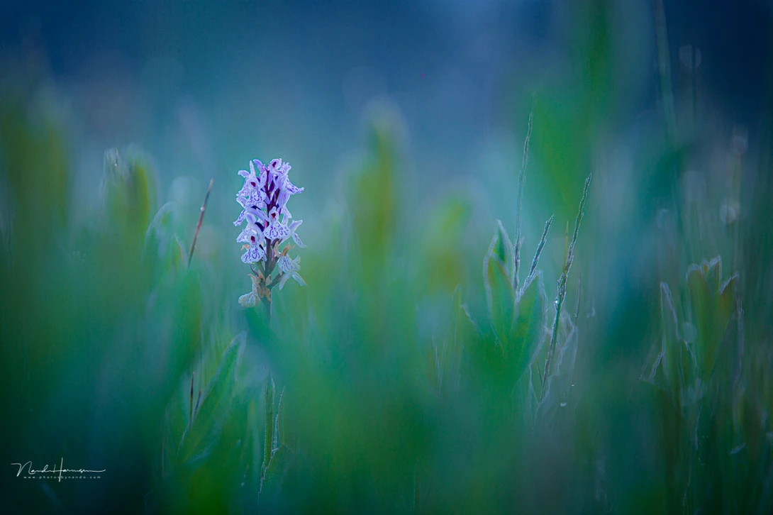 The small depth of field makes the wild orchid stand out of its surroundings. The appearance of the out of field is determined by the lens design. This Canon EF 70-200mm lens shows an attractive bokeh at f/2.8