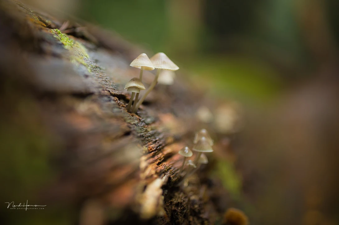 A small depth of field is achieved by using a 35mm lens and f/1.4 The appearance of the out of focus area is called bokeh