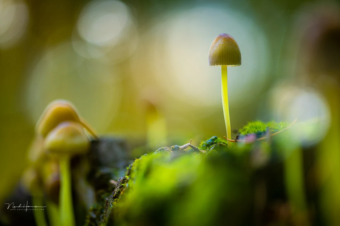 Bokeh can be important when shooting with macro, like in this example where the out of focus area takes part in the composition. I used a small depth of field to get a nice bokeh.