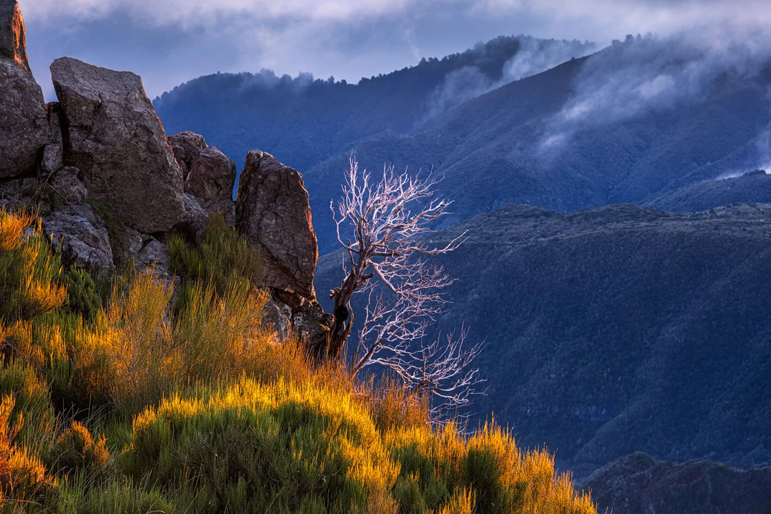 A Dead Tree Lit by the Rising Sun With Deep Clouds and Mountains in Background