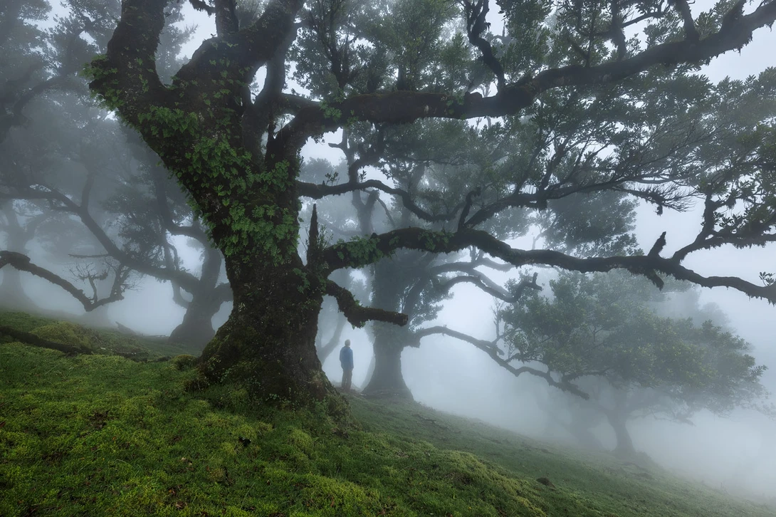 Foggy Forest of Laurel Trees With Person Standing Beneath the Trees