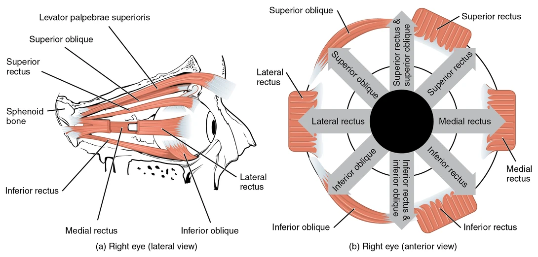 The Extrinsic Eye Muscles