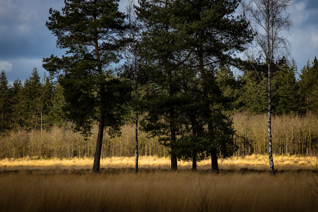 Suddenly the light is at the forest edge. Everything else is in shadow. A telelens&nbsp;allows me to take a great intimate photo.