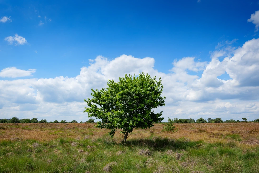 When scouting for a location to shoot a sunset I found this tree. Let's look at the possibities this location offers.
