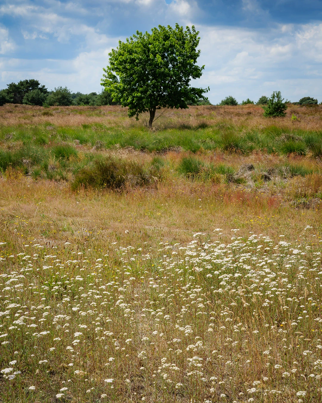 Looking around I tried to find interesting elements to incorporate in the frame, with the tree as main element. I found a small patch of white flowers.