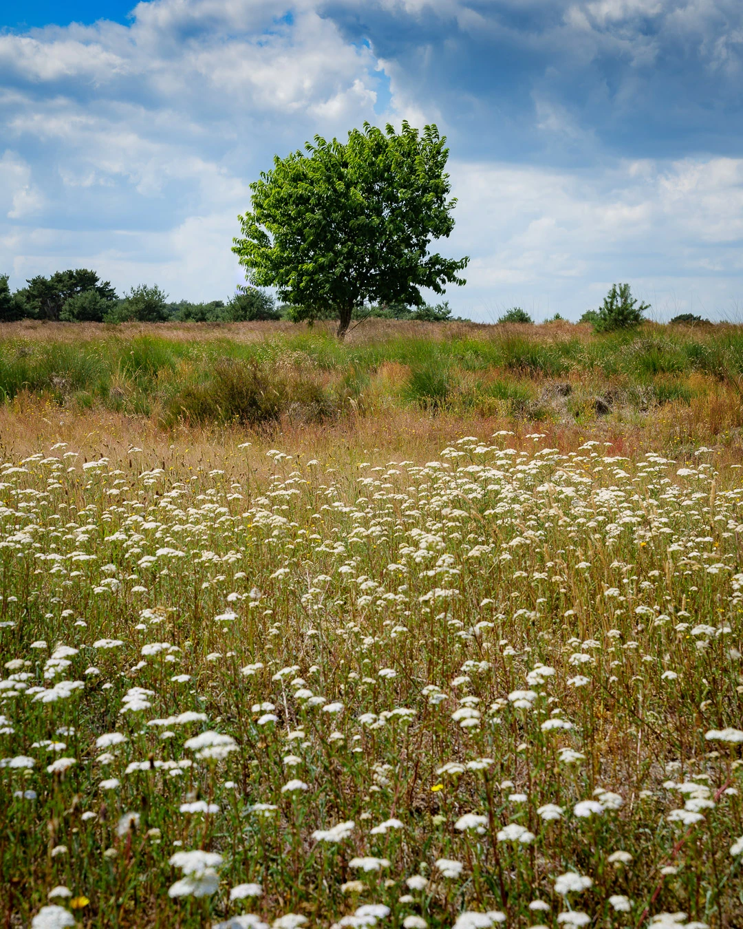 Lowering the perspective changed the patch of flowers into a more important foreground element. It looks nice, but perhaps it can be better.