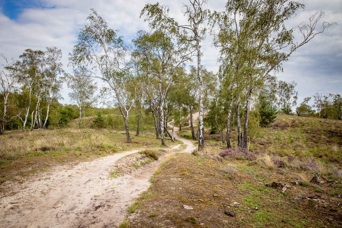 A nice path between the birch trees. But there is too much foreground. This can be solved quite easy.