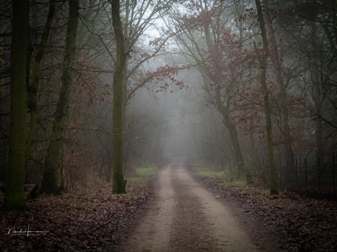 Forest path in the mist. Shot in DNG, post processing in Lightroom Classic.