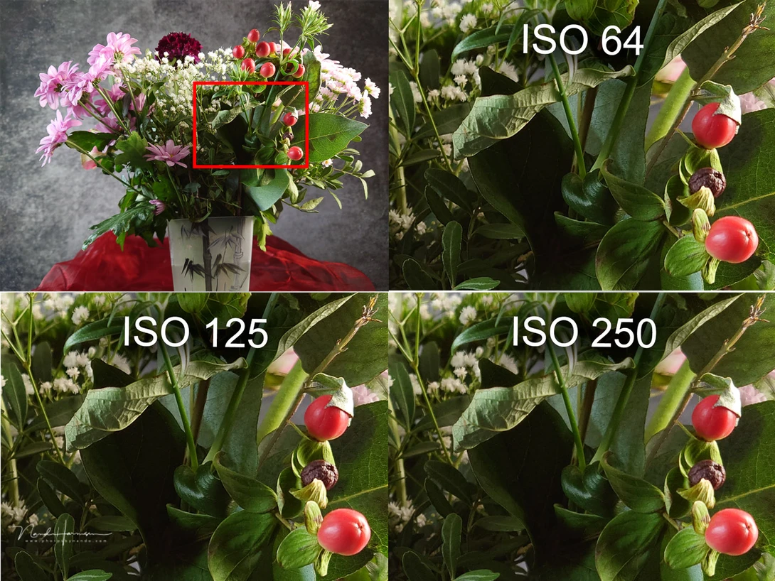 ISO sensitivity comparison showing four photographs of pink roses at ISO 64, 125, 250, and 400.
