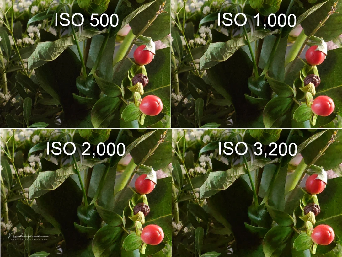 ISO comparison showing red flower buds at settings from 500 to 3,200 demonstrating increasing noise at higher sensitivities.