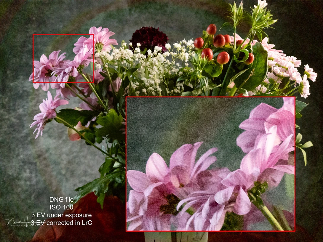 Bouquet of pink dianthus flowers with white baby's breath and burgundy blooms in soft natural light.