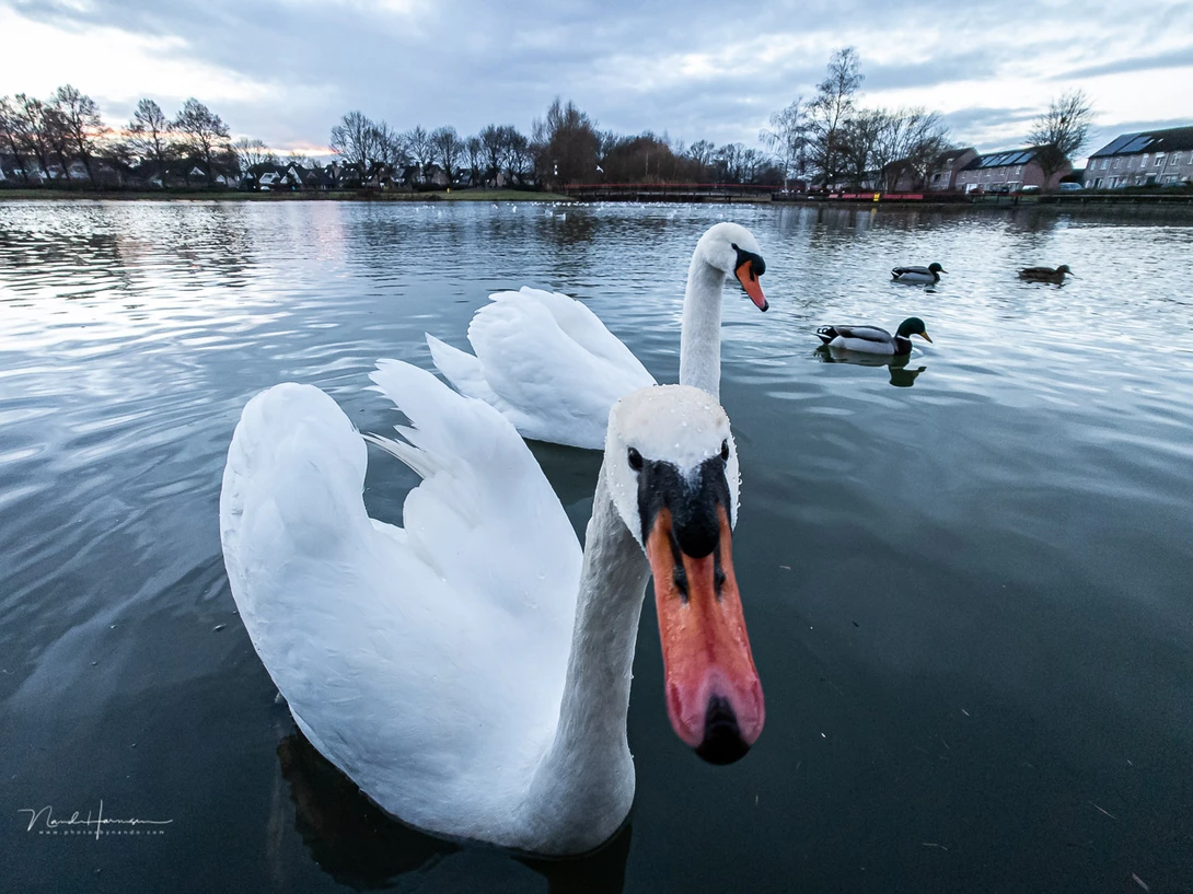 A swan up close with the 16mm lens. I was more scared about losing the smartphone due to its slippery cover, than of the swan itself. Shot in DNG, post-processed in Lightroom Classic
