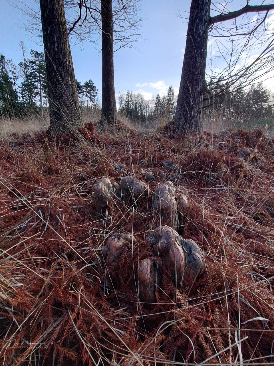 In camera jpeg, with 16mm focal length (full frame equivalent) and DRO set to auto.