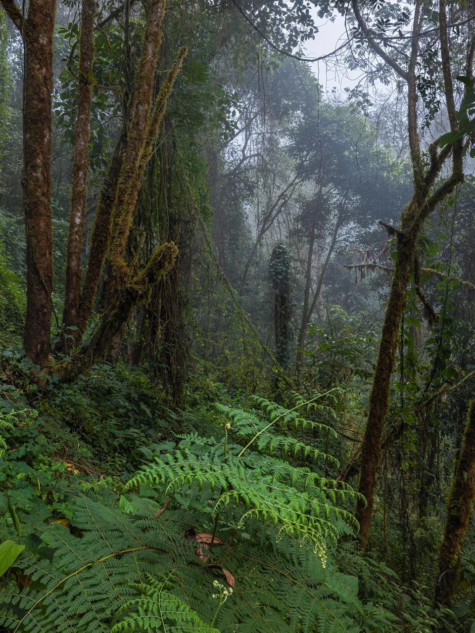 Quetzales Woodland Focus Stacking With Helicon Focus