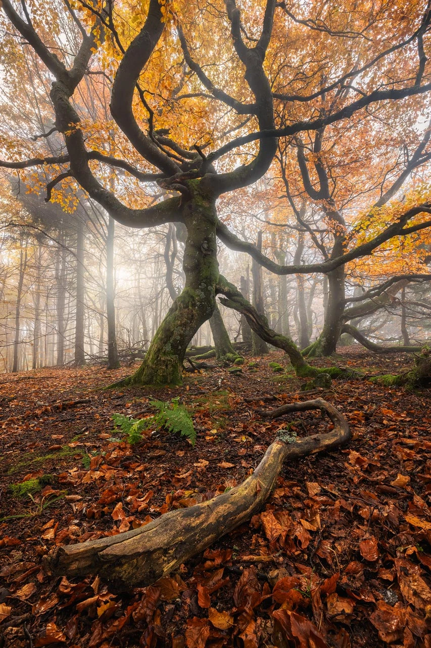 March Of The Ents